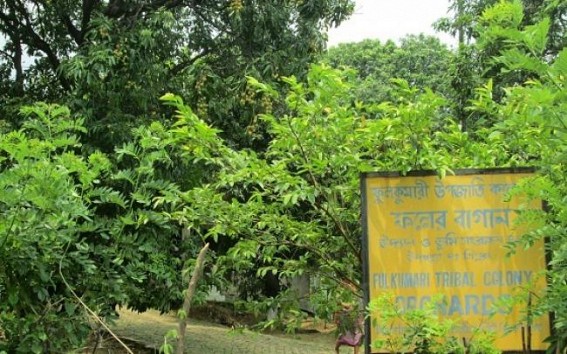 Negligence of horticulture department add woes to fruit garden in Udaipur Negligence of horticulture department add woes to fruit garden in Udaipur